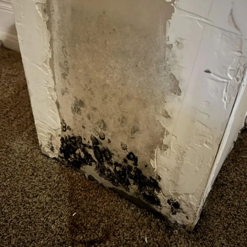 Professional Mold Removal in Danielson, CT